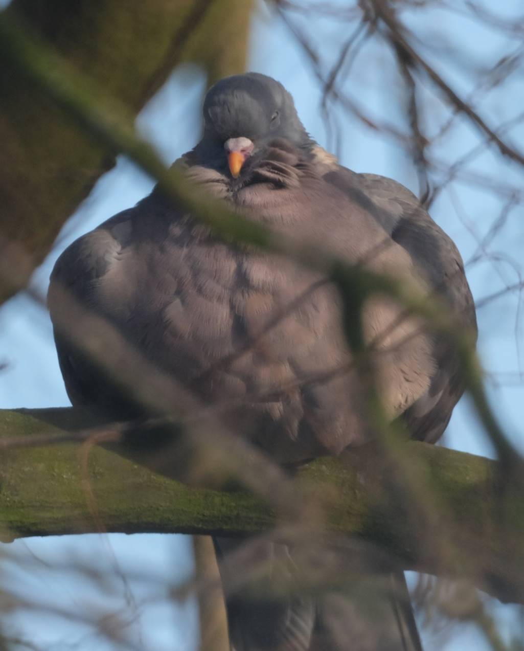 C5Pigeon