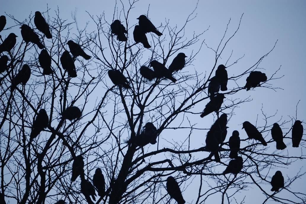 Jackdaws